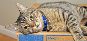 pet-care_moving-with-your-pets_main-image