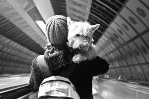 Flying with pets 